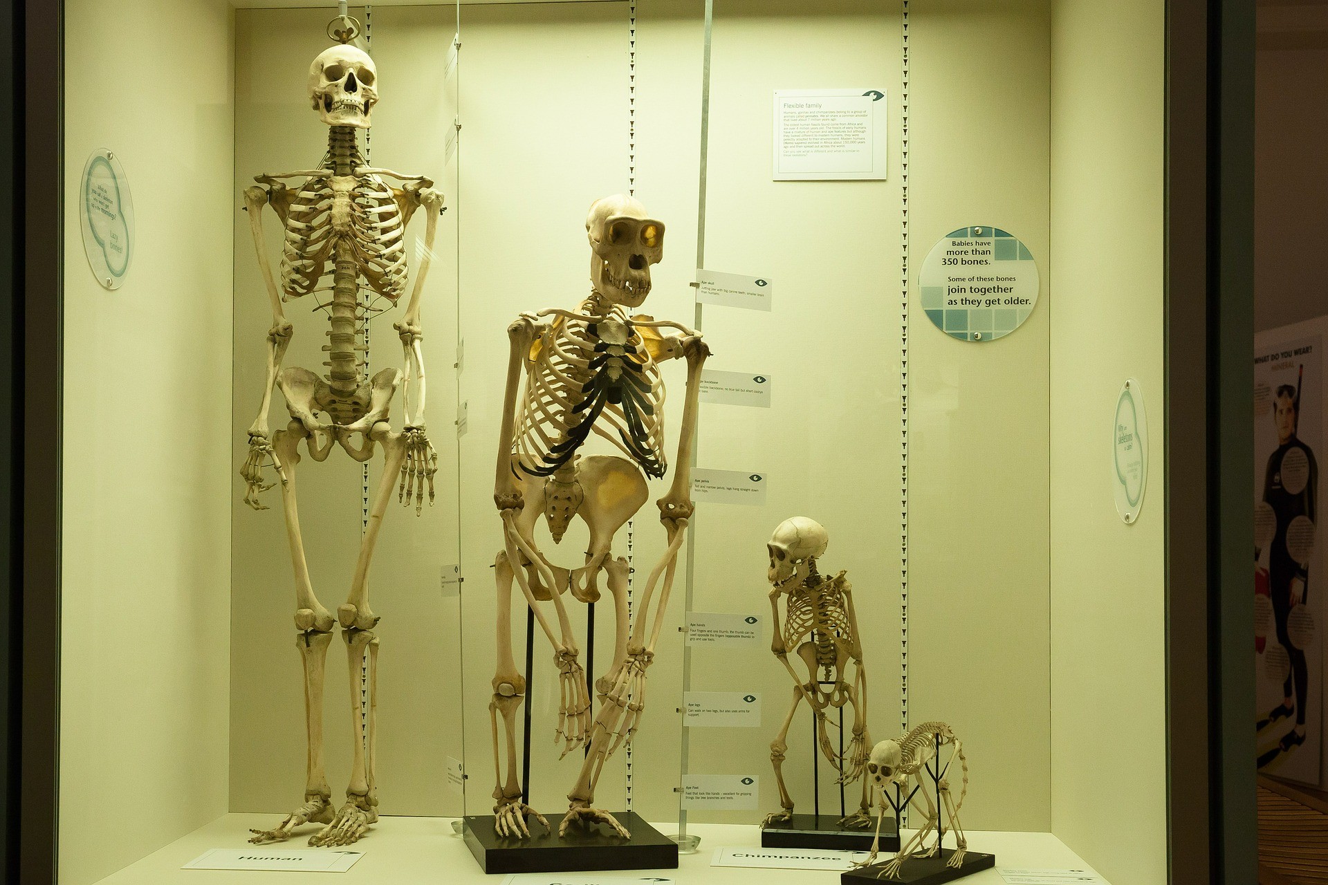 three human skeletons evolving
